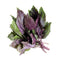 Organic Purple Basil Herb Seeds