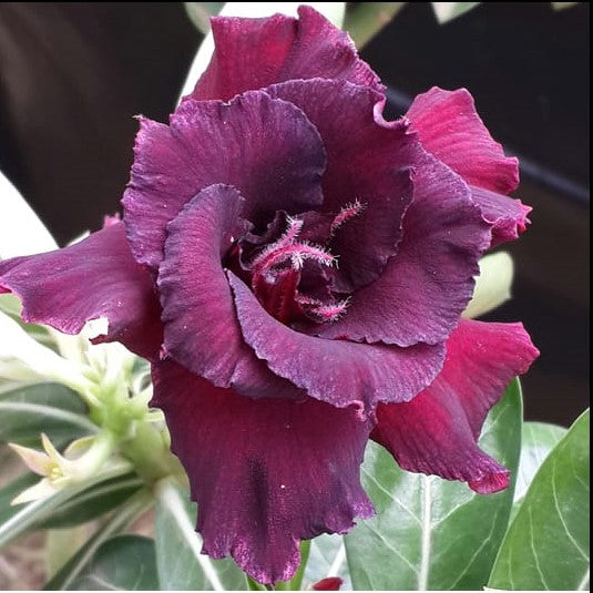 Black Pearl Adenium Plant