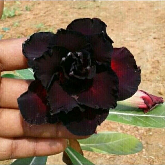 Black Panther Adenium Plant - myBageecha