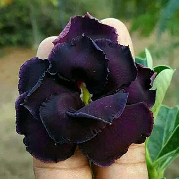 Black Beauty Adenium Plant - myBageecha