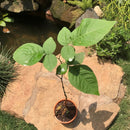 Bael Plant