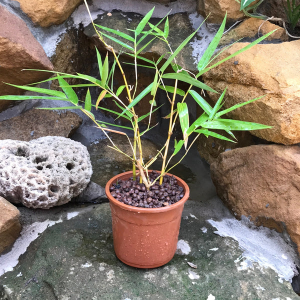 Simba Bamboo Clumping Decorative Plant