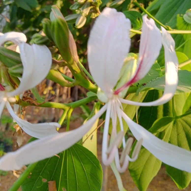 Bauhinia Malabarica Plant - myBageecha