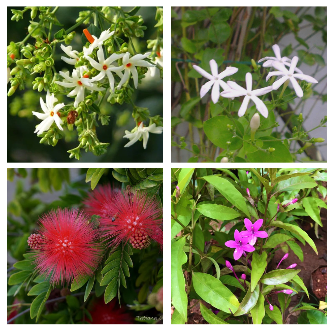 Set of 2 fragrant and 2 non-fragrant flowering plants - Har Shringar + Juhi + Calliandra Hassk, Amethyst Stars - myBageecha