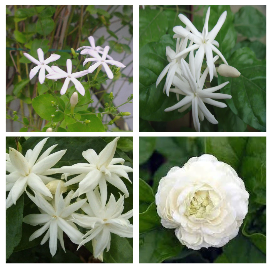 fragrant flowering Jasminum Mogra combos - Juhi + Belle of India+ Madan Mogra + Butt Mogra Plants - myBageecha