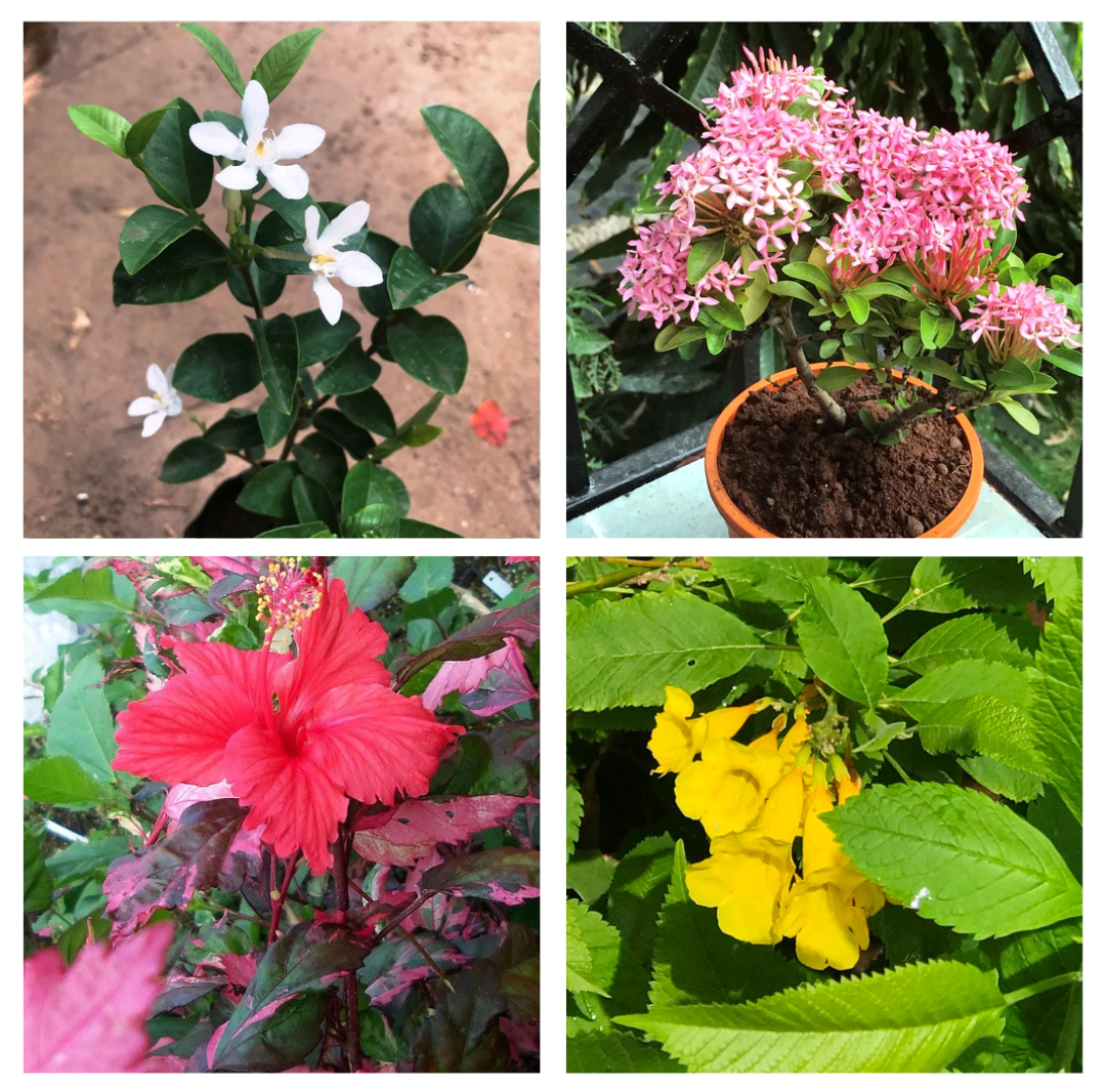 Set of 4 Year-round flowering plants- Arctic Snow Bush+ Dwarf Pink Ixora + Hibiscus Cooperi + Tecoma - myBageecha