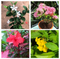 Set of 4 Year-round flowering plants- Arctic Snow Bush+ Dwarf Pink Ixora + Hibiscus Cooperi + Tecoma