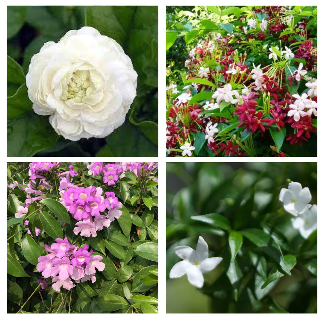Set of 4 Bestselling Flowering Plants - Butt Mogra + Dwarf Madhu Malti + Garlic Vine + Chandini - myBageecha