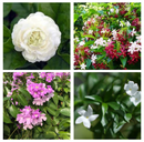 Set of 4 Bestselling Flowering Plants - Butt Mogra + Dwarf Madhu Malti + Garlic Vine + Chandini