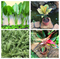Set of 4 Foliage green plants combo - Giant Taro +  Codiaeum Variegatum Petra + Spider Plant+  Aglaonema Lipstick