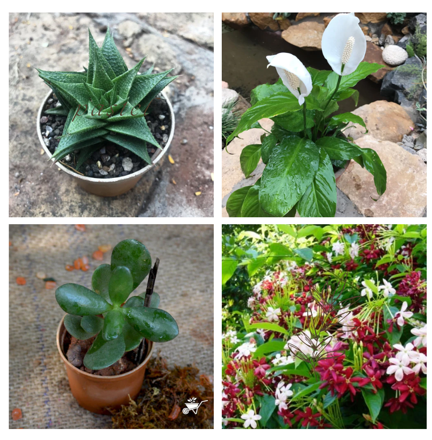 Set of 4 Air Purifying Plants - Haworthia Lotusiana + Peace Lily Petite + Crassula Ovata + Dwarf Madhu Malti - myBageecha