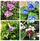 Set of 4 Flowering Vine Plants - Garlic vine +Sky Blue Custer Vine +  Bengal Trumpet Vine+  Bleeding Heart Vine