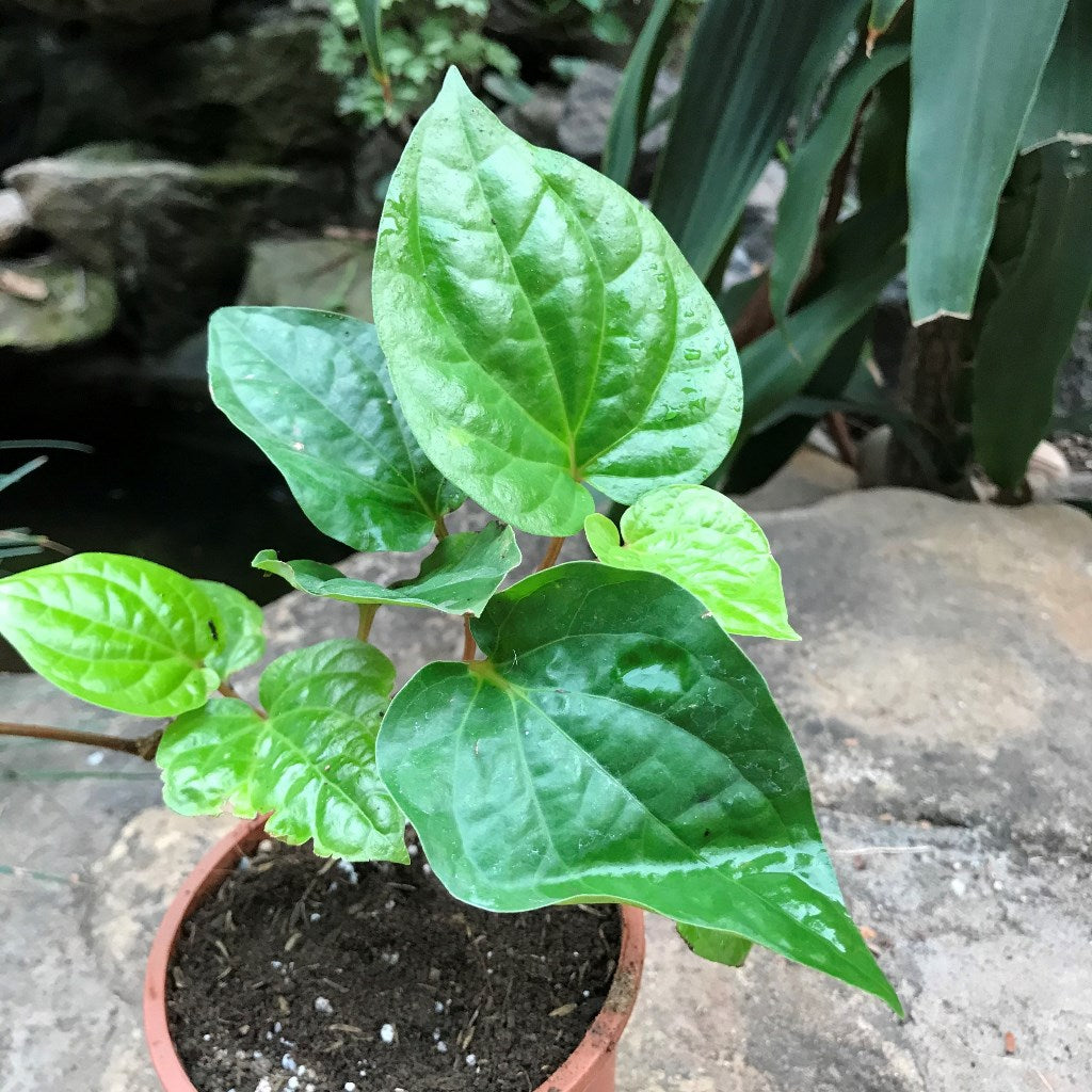 betel leaf plant indoor Betel Leaf Vine Paan Plant