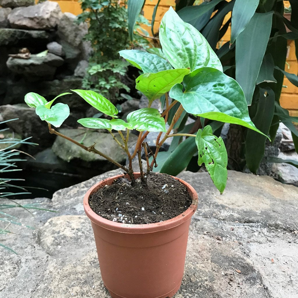 betel leaf plant in pot Betel Leaf Vine Paan Plant