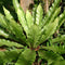Pack of 3 Easy to Maintain Ferns