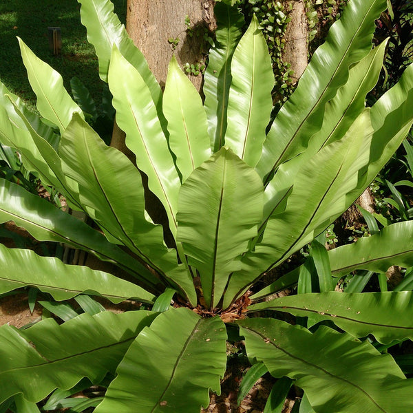 bird nest in fern Bird's Nest Fern – Lush Indoor Foliage Plant