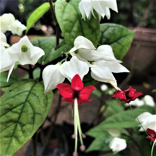 Close up for Bleeding Heart Vine flower-myBagweecha