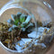 The Blooming Staircase Terrarium Kit