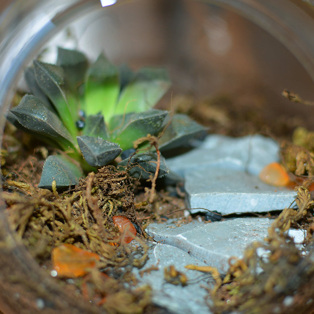 Buy Terrarium Kits Online Create Your Mini Garden MyBageecha