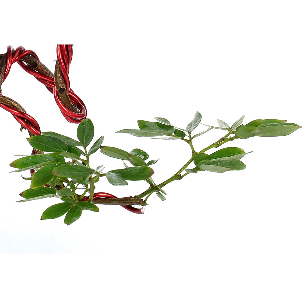 Bonsai Calliandra Surinamensis (Unique Twisted Style) Plant - myBageecha