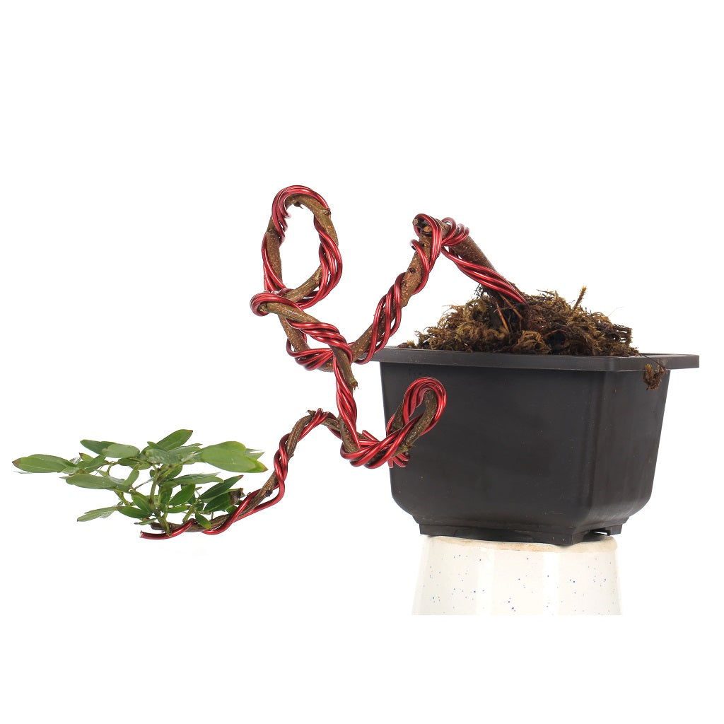 Bonsai Calliandra Surinamensis (Unique Twisted Style) Plant - myBageecha