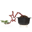 Bonsai Calliandra Surinamensis (Unique Twisted Style) Plant