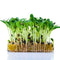 Borage Microgreen Seeds