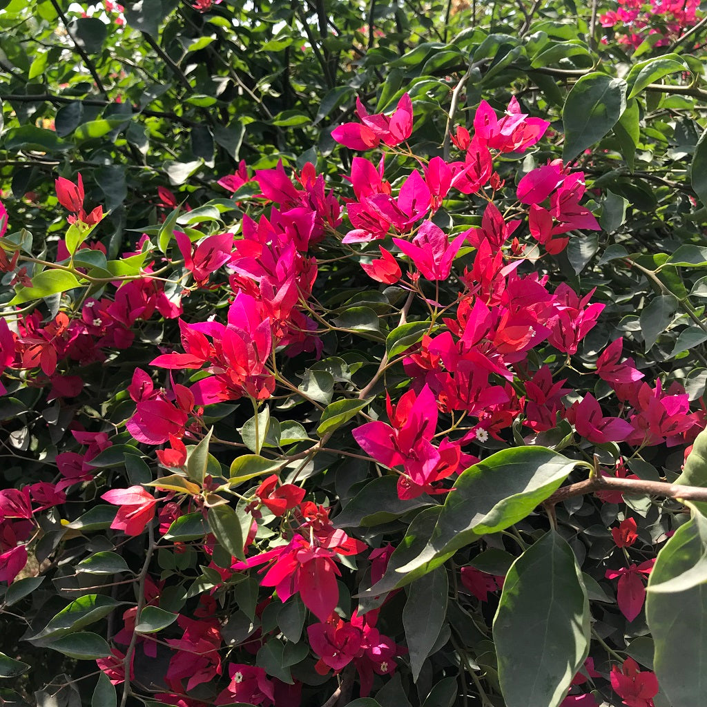 Bougainvillea Red Orchid Plant - myBageecha