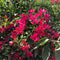 Bougainvillea Red Orchid Plant