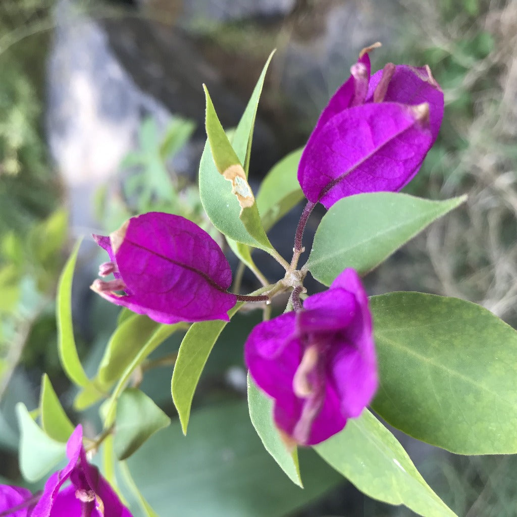 Bougainvillea Purple Queen Plant-myBageecha