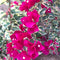 Bougainvillea Raspberry Ice Plant