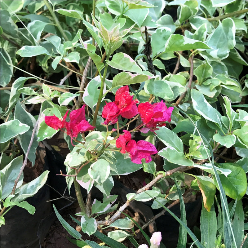 Bougainvillea 'Royal Bengal Red' Plants myBageecha - myBageecha