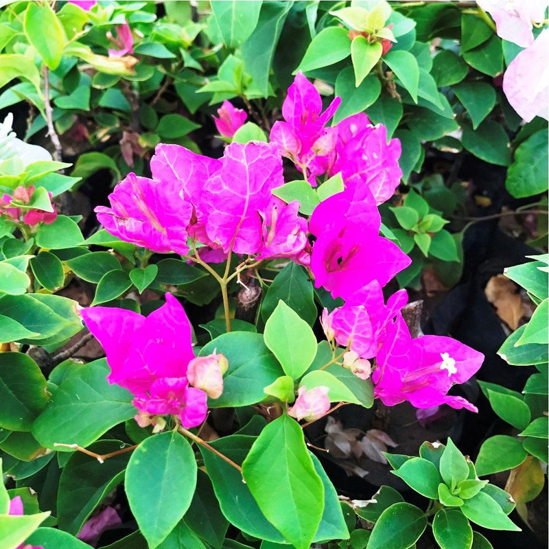 Pack of 4 Colourful Bougainvillea Flowering Plants
