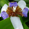 Iris Neomarica Gracilis Plant