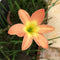 Rain Lily 'Bright Eye' (Bulbs)