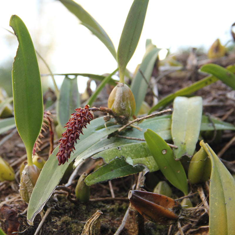 Bulbophyllum Careyanum BS