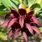 Bulbophyllum Cruentum x Bulbophyllum Phalaenopsis