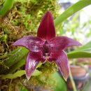 Bulbophyllum Elevatopunctatum BS