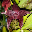 Bulbophyllum Elevatopunctatum BS