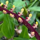 Bulbophyllum Falcatum BS