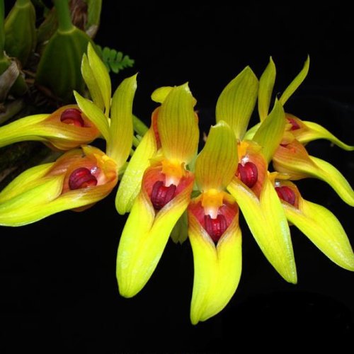 Bulbophyllum Graveolens BS - myBageecha