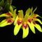 Bulbophyllum Graveolens BS