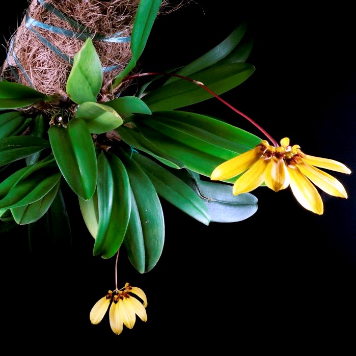 Bulbophyllum Mastersianum BS