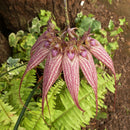 Bulbophyllum Rothschildianum BS