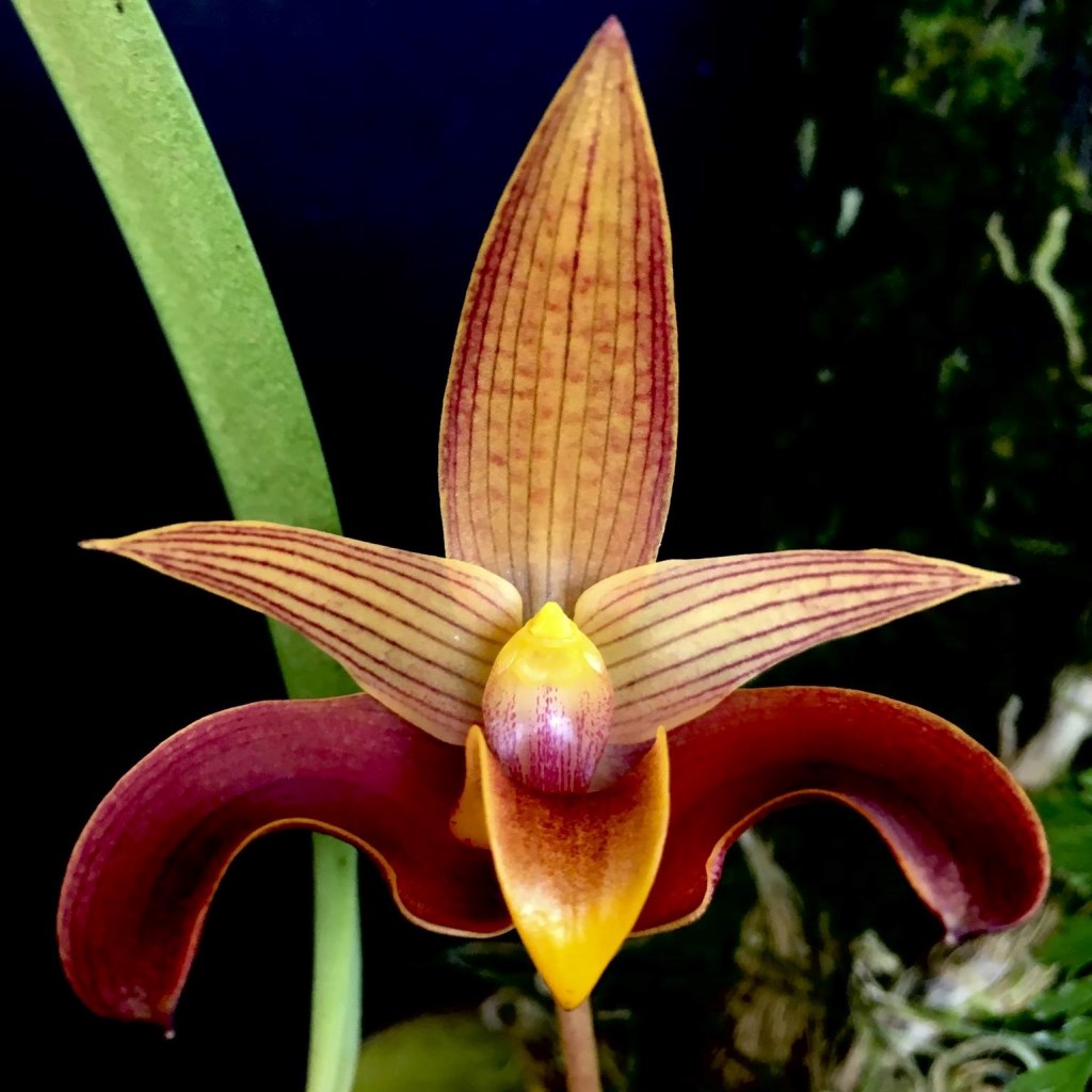 Bulbophyllum