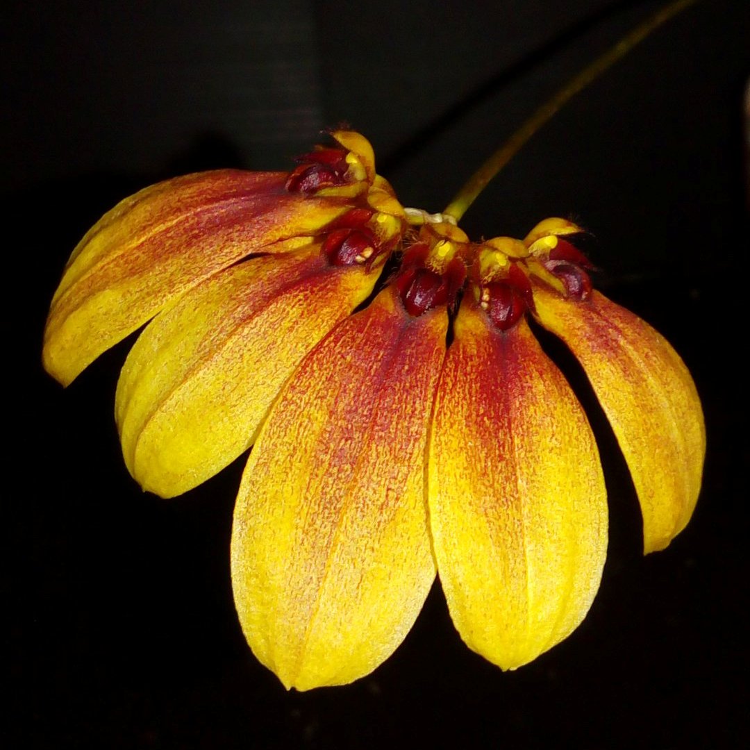 Bulbophyllum Supat Worawongwasu BS - myBageecha