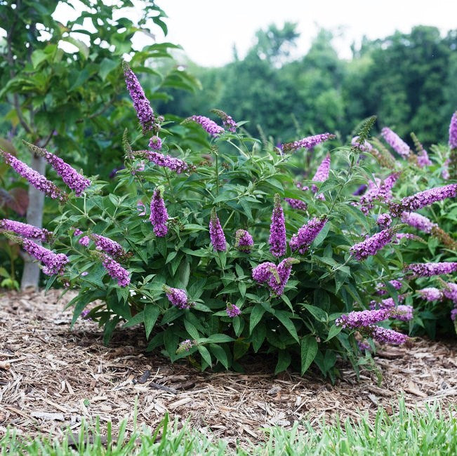 Pink Delight Butterfly Bush Plant