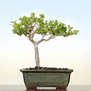 Bonsai Buxus Microphylla Japonica Plant