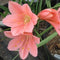 Cyrtanthus mackenii 'Himalayan Pink' (Bulbs)