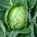 Cabbage / Patta Gobhee Seeds myBageecha - myBageecha